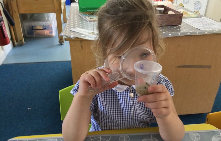 Image of Our caterpillars are growing!