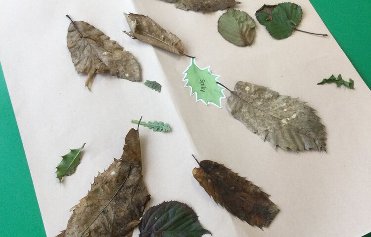 Image of Classifying Leaves