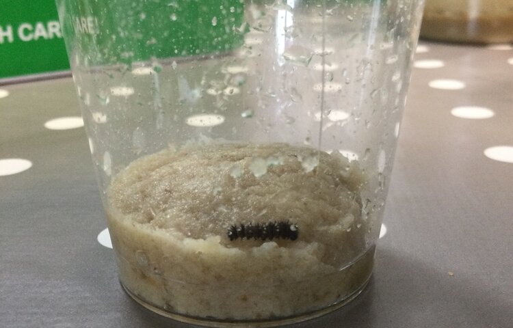 Image of Caterpillars arrival!