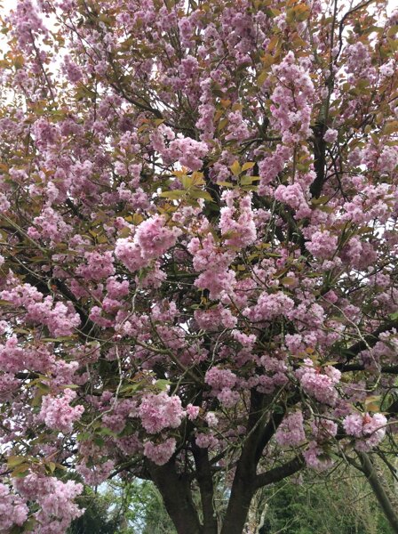 Image of Beautiful Blossom