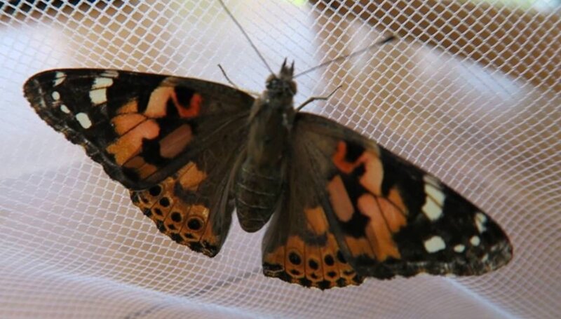 Image of Our first butterfly!